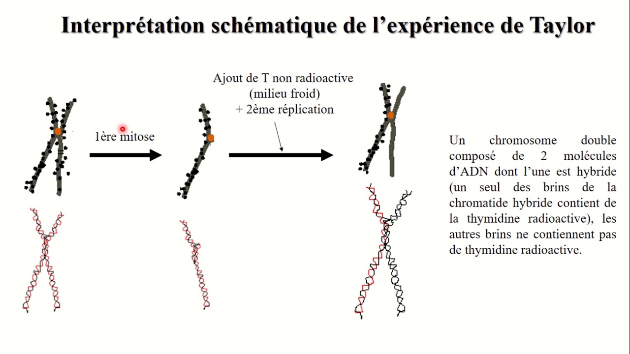Experience De Taylor Replication De L'adn Corrigé