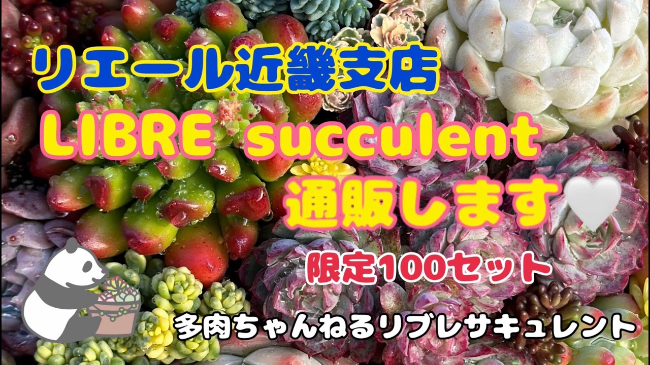 蓮の葉とトンボのリング - 自然の美しさをそのまま切り取った　R432 Succulents][Online Shopping] LIBRE Kinki Branch. I'm the owner of