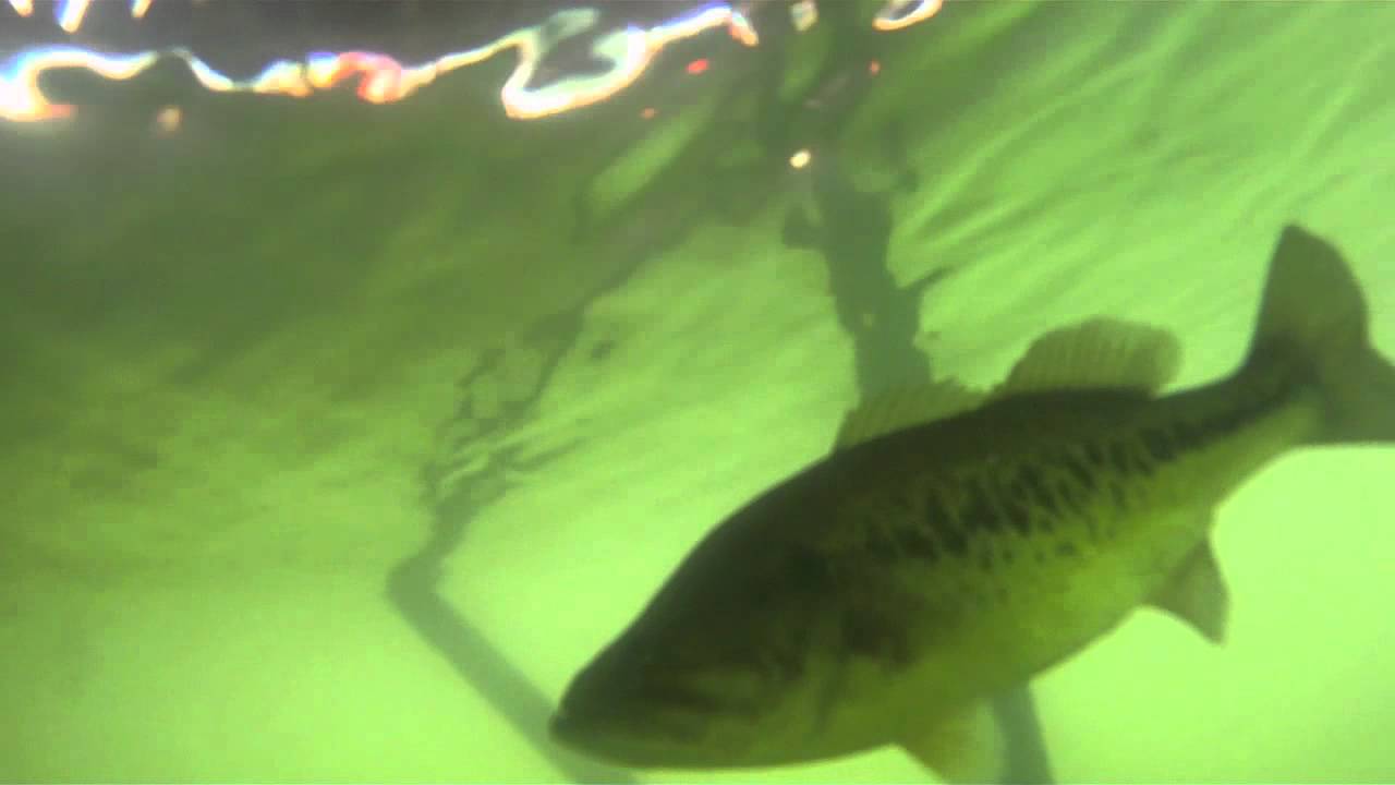 Lake Winola Underwater Adventure YouTube