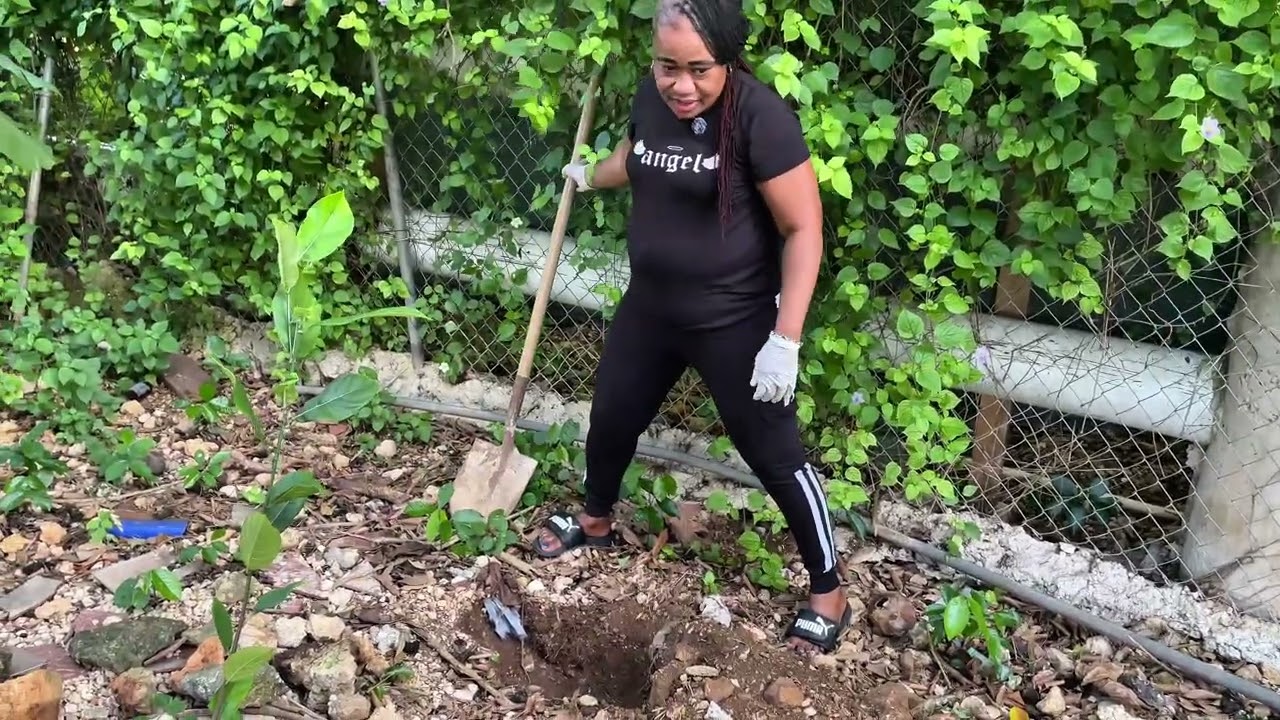 Посадка дерева джекфрута - расширение приусадебного участка