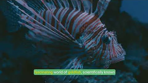 The Ultimate Guide to Goldfish Care  Everything You Need to Know