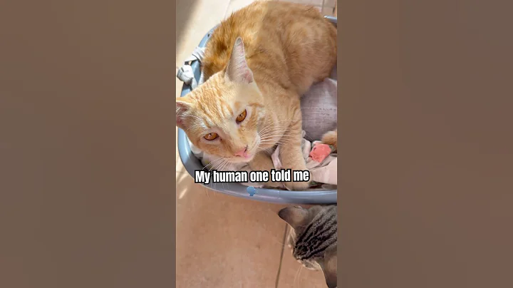 My human once told me 🗣️ #shorts #cat #catshorts  #catvideos #viralvideo #catlog67