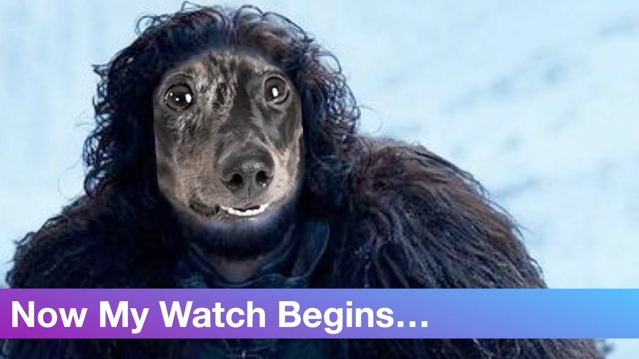 Funny Tough Dachshund Dog Growling Barking at Squirrel in Yard Vocalizing