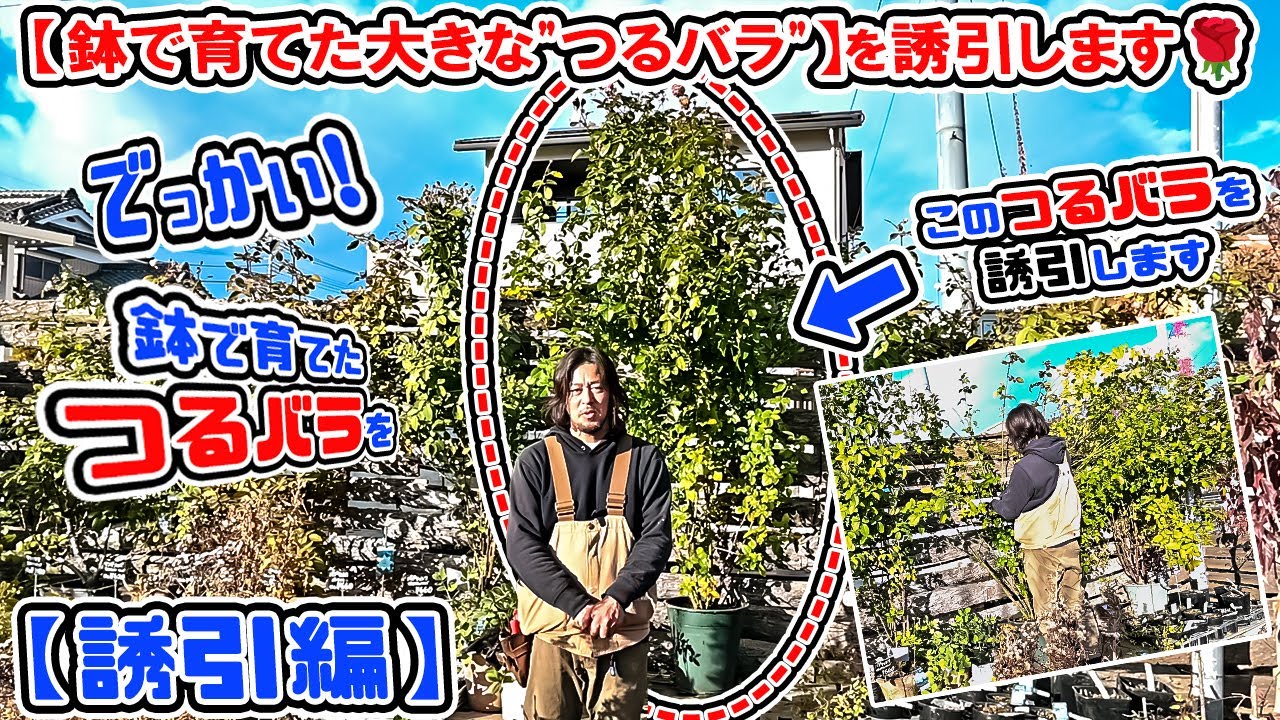 (誘引編) 【鉢で育てた大きな