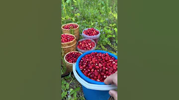 МЕГА ПОЛЯНЫ ЛЕСНОЙ ЗЕМЛЯНИКИ!