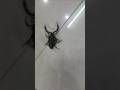 One Of The Most Dangerous Types Of Scorpions One Of The Most Dangerous Types Of Scorpions