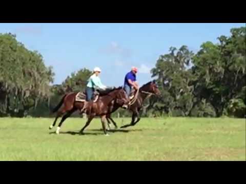 Thoroughbreds up the Gallop