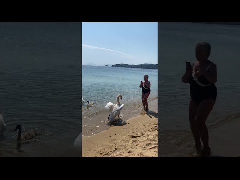 Swan Scares Lady into the Sea || ViralHog