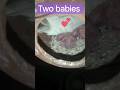 Baby budgies born #shorts #viralshorts