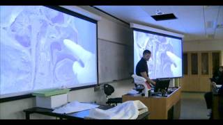 Valley biology instructor teaches anatomy with plastinated parts