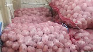 Cўхлик деҳқонлар мажбурлаб эктирилган картошкани сотолмаяпти