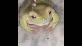 rana agua meme