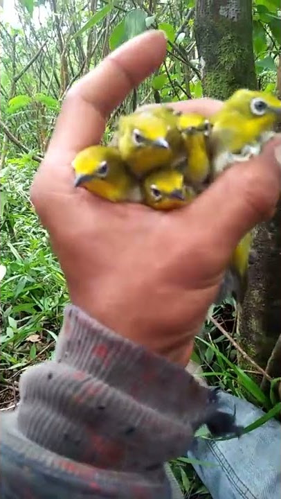 mikat pleci Monty