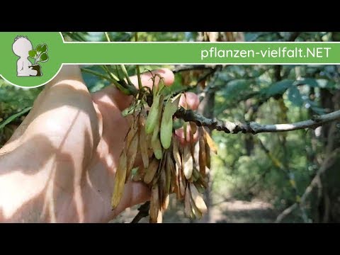 Video: Gewöhnliche Esche (30 Fotos): Beschreibung Des Baumes, Des Blattes Und Der Frucht. Höhen- Und Wurzelsystem, Pendula, Summit Und Andere Sorten