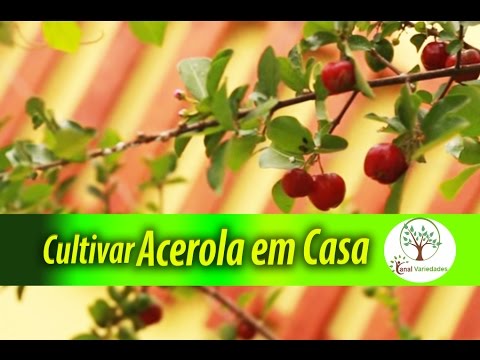 Cultivar Acerola em casa, colha a fruta no pé, não perca tempo é qualidade de vida Plantar em Casa