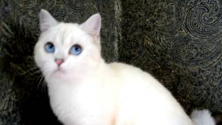 Британские котята окрас серебристая шиншилла-пойнт Британские котята окрас серебристая шиншилла-пойнт