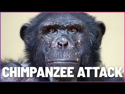 Freak Chimpanzee Attack Leaves Man In Critical Danger Fighting For His Life documentary thumbnail