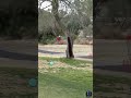 One of the first times we saw Simon Lizotte throwing new plastic 🤯 #shorts