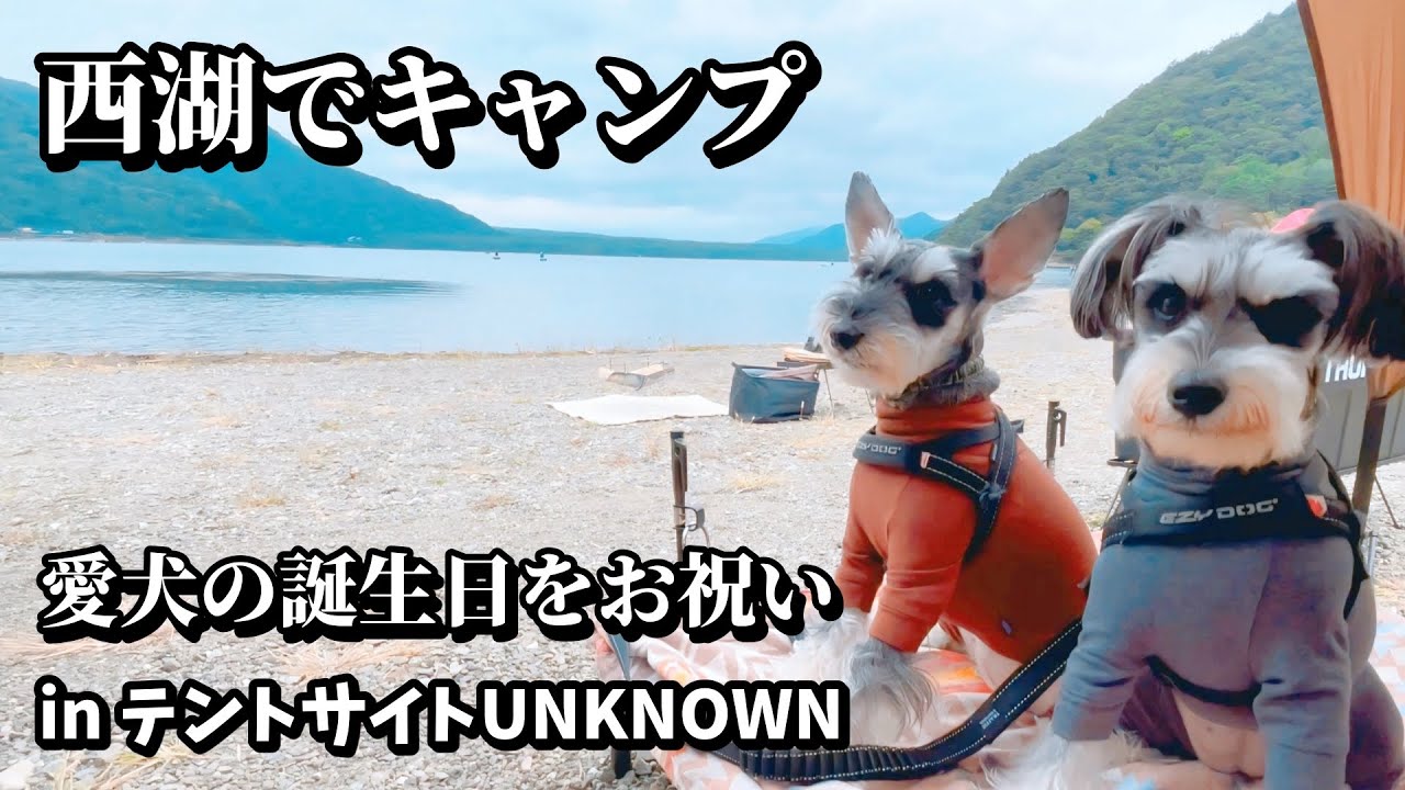 【犬連れキャンプ@テントサイトUNKNOWN｜西湖】愛犬のお誕生日を湖畔で過ごす最高の一日｜ミニチュアシュナウザー