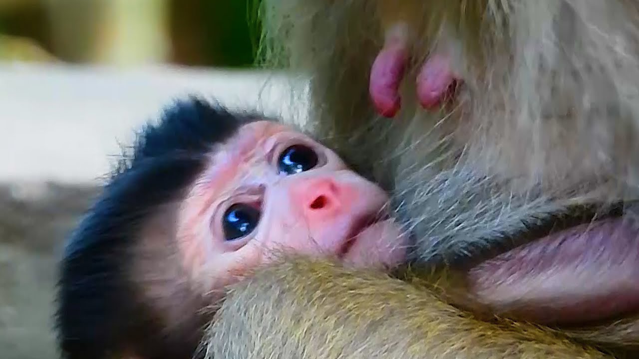 Kenzo is really cute baby monkey Katrina gives full milk baby is healthy and strongly love BB Kenzo