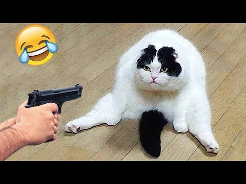 絶対笑う 最高におもしろ犬 猫 動物のハプニング 失敗画像集 P27