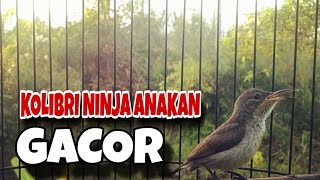 Burung konin muda gacor, pancingan konin trotol ijoan 