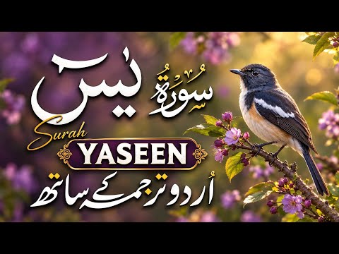 Surah Yaseen with Urdu Translation || Beautiful Quran Recitation for Peace & Healing (سورة Ep 079