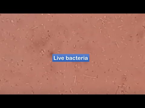 Live bacteria  under the Microscope