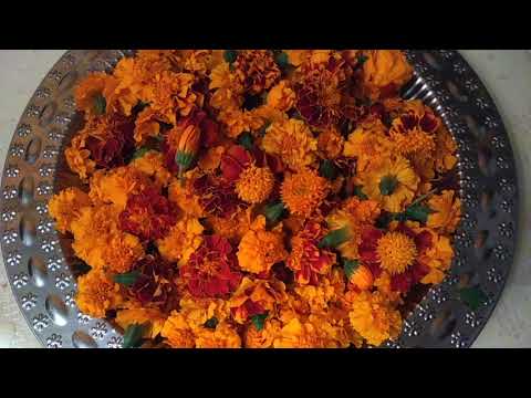 Магические и лечебные