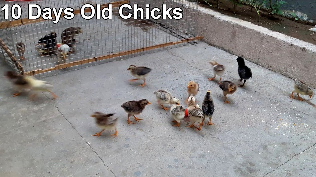 baby-chickens-growth-10-days-old-baby-chicks-youtube