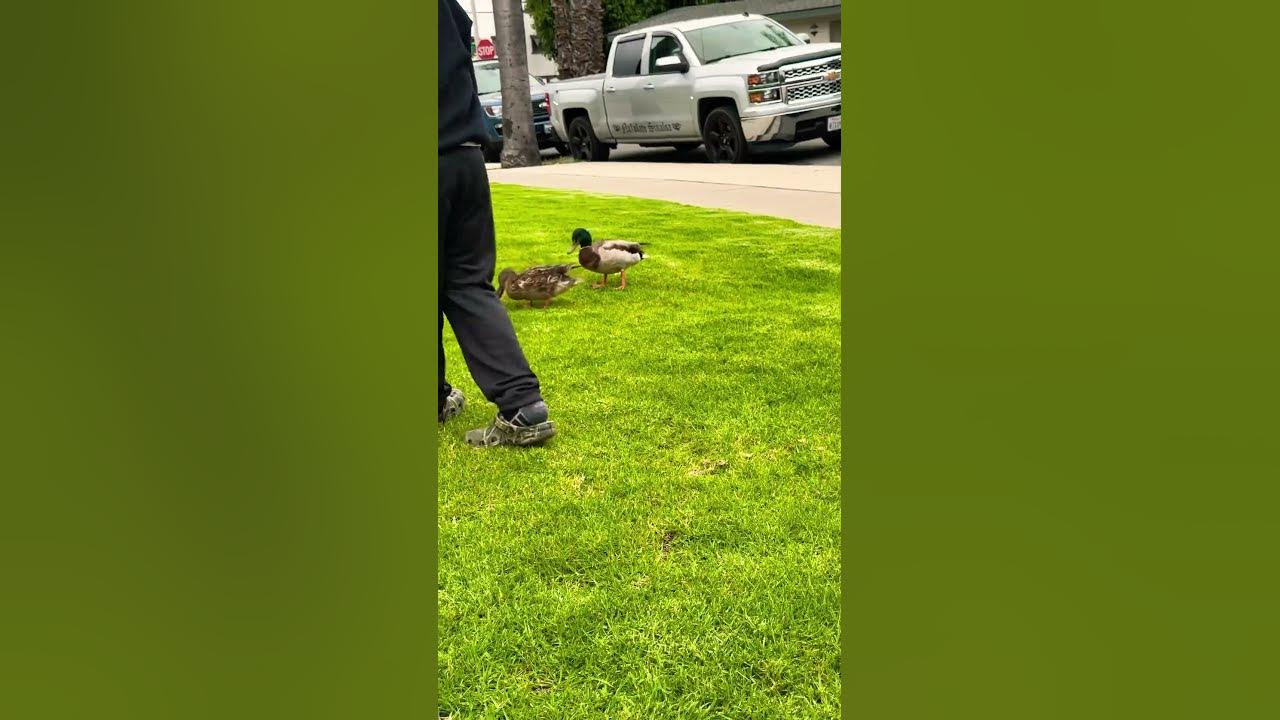 HAY VECES QUE EL PATO NADA . elprimonunez YouTube HAY VECES QUE EL PATO NADA . elprimonunez YouTube