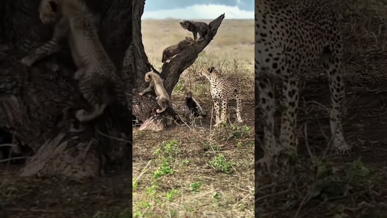 Echoes from the Hills… Hunters Pause and Spot Cheetahs in the Bush