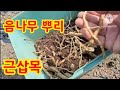 봄이되어 음나무 뿌리로 삽목 했습니다. 2023년 3월 8일