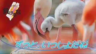 ずっと、いっしょだね　王子動物園のヨーロッパフラミンゴ他