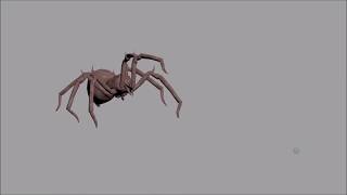 Spider attack