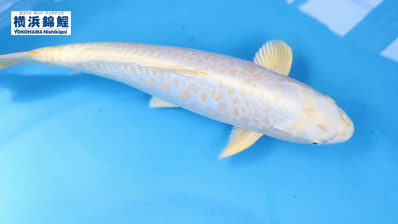 横浜錦鯉】鎧ドイツ黄金(新潟県・山三養鯉場産)44㎝ - YouTube