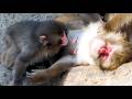 Punch, Raised by Humans, Sees a Nipple for the First Time