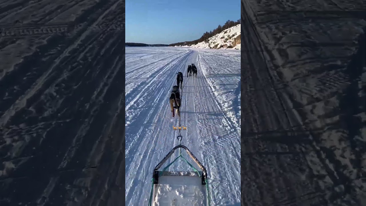 イエローナイフで犬ぞりしてきた！　