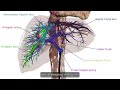 Inside Liver Transplant Surgery Hepatectomy Anatomy Explained Anatomage