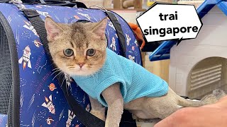 Trai Singapore Dễ Thương Quá  Mật Pet Family