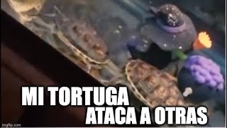 Mi tortuga ataca a otras tortugas