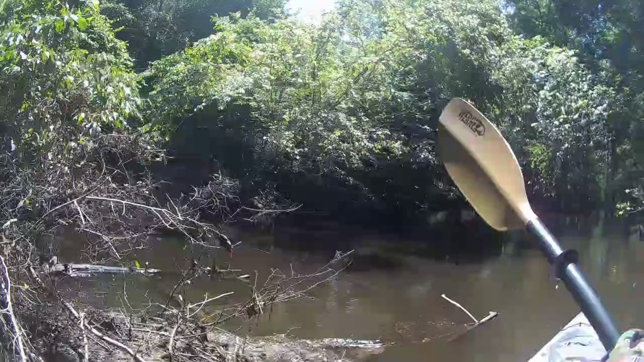 Kayaking Greenville, NC Little Contentnea Creek, NC YouTube
