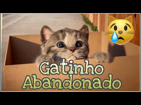 Vídeo: Coco, O Gatinho, De Abandonado A Resgatado E Próspero