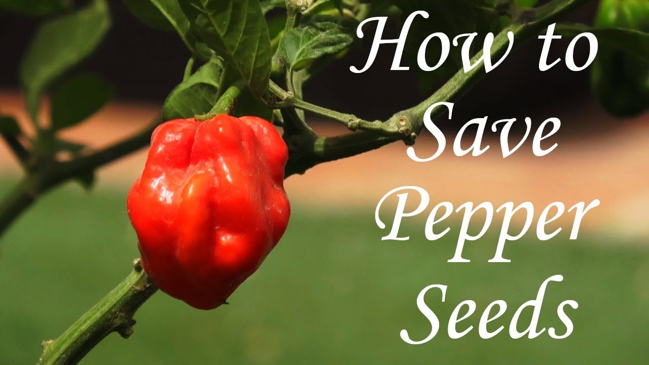 إستخراج و حفظ بذور الفلفل