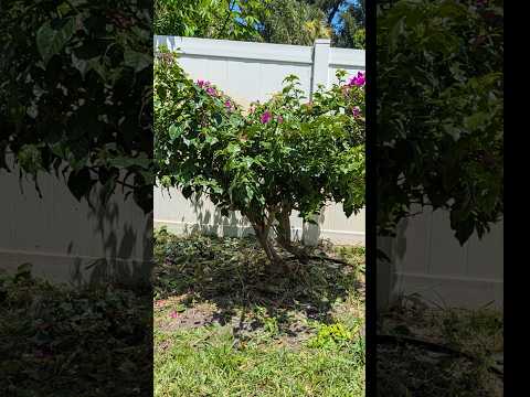 TRANSFORM YOUR UNRULY BOUGAINVILLEA INTO A BEAUTIFUL FLOWERING TREE 😍😍