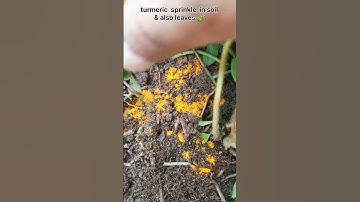 🐜 🐜 Ant in pot/fungicide at home #shorts #gardening #youtubegarden