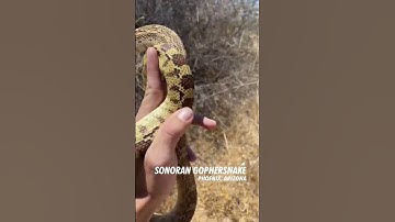 Gophersnake Released Nice And Gentle