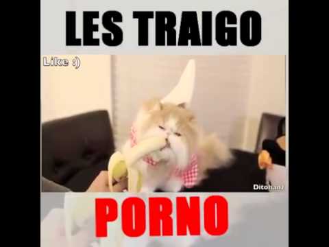 Videos Porno Extremo 6