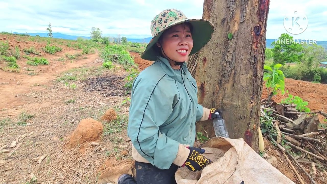 น้องหล้าน่าเห็นใจเพราะอยู่กับแม่แค่สองคนต้องมาผูกมันท่ามกลางแดดร้อน 4 มีนาคม ค.ศ. 2026