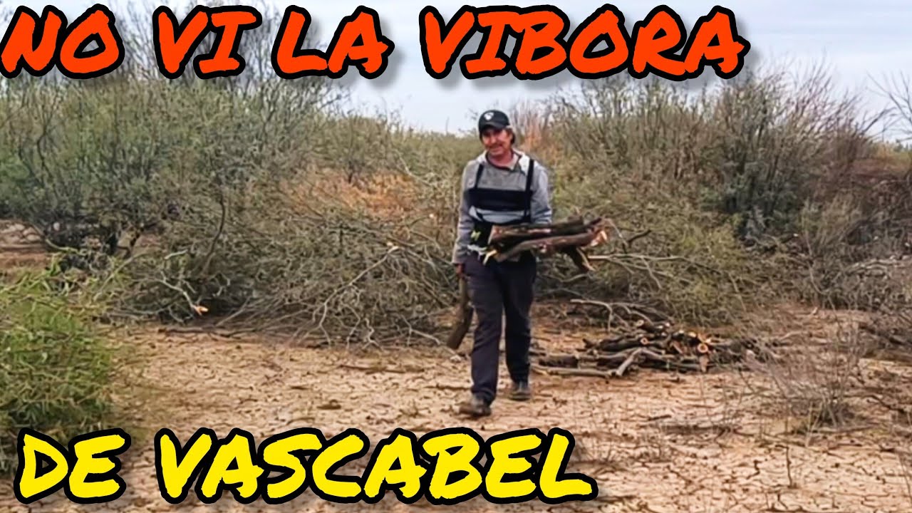 ME PASO UNA VIVORA.DE CASCABEL POR ENTRE LAS PIERNAS Y CASI ME DESMAYO